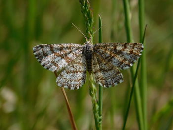 Close-up of butterfly on plant