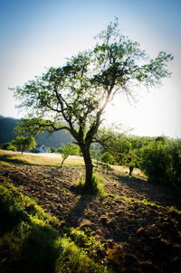 Tree on field against clear sky