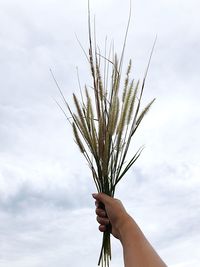 Cropped hand of woman holding stalks against sky