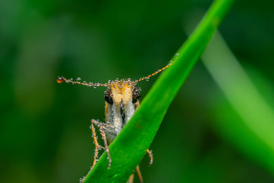 Close-up of insect on plant