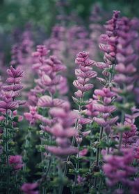 Close-up of pink flowers blooming outdoors