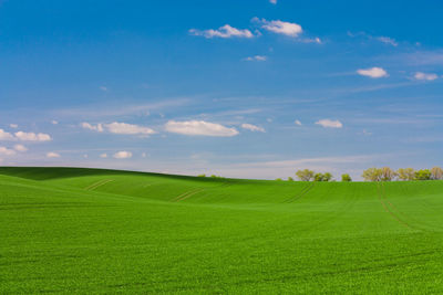 Scenic view of agricultural field against sky