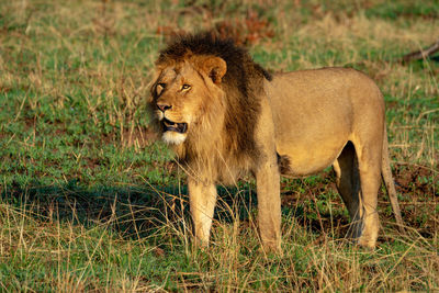 Lion in a field