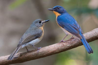 Close-up of birds perching on branch