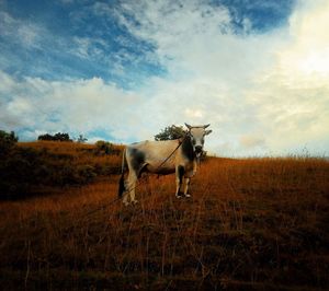 Portrait of cow standing on field against sky