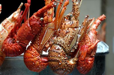 Close-up of lobsters hanging in restaurants