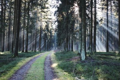 Trees in forest