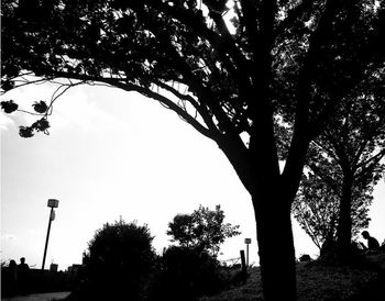 Low angle view of trees against sky