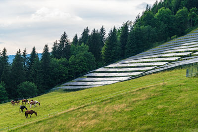 Solar park, alpine meadow, pasture and grazing horses with alpine mountains in the background. 