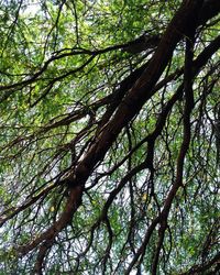 Low angle view of trees in forest