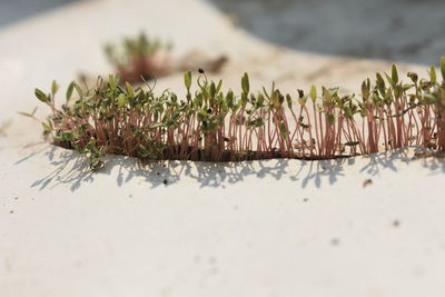 Close-up of plants growing on table