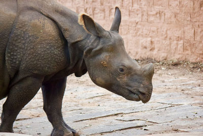 Close-up of rhinos in zoo