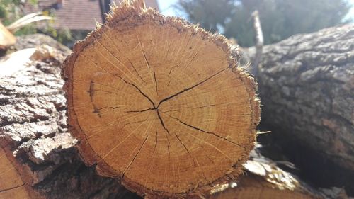 Close-up of tree stump