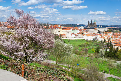 Trees and townscape against sky