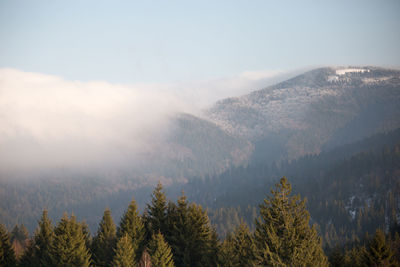 Panoramic shot of trees on landscape against sky