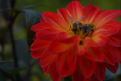 Close-up of honey bee on red flowering plant