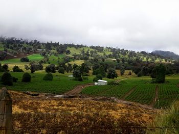 Scenic view of agricultural field against sky