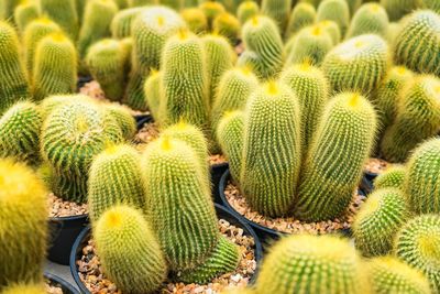 Full frame shot of succulent plant on field