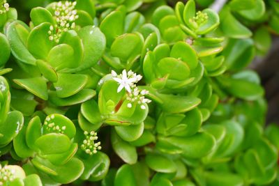 High angle view of flowering plant