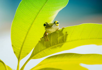 Close-up of insect on leaf