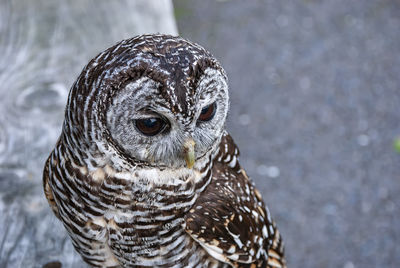 Close-up portrait of owl