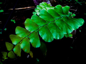 Close-up of fresh green plant at night