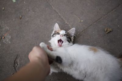 High angle view of hand with cat