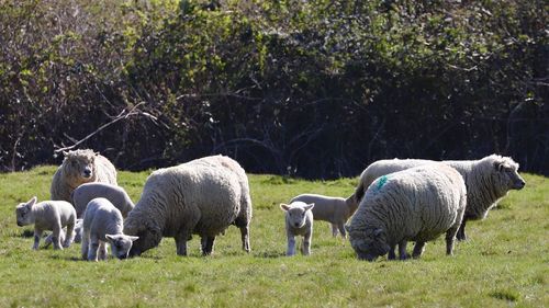 Sheep grazing in a field