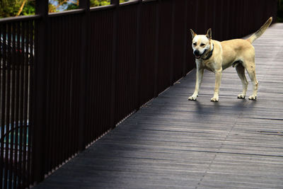 Dog standing on railing