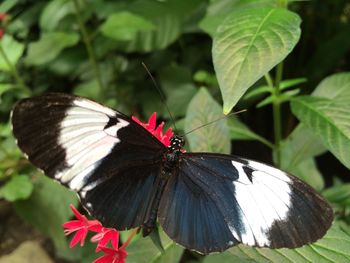 Close-up of butterfly pollinating on flower