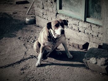 Dog with man in mouth open