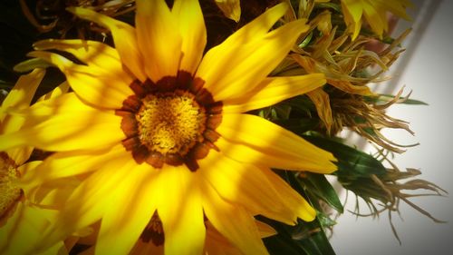 Close-up of sunflower blooming outdoors