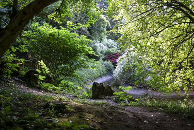 Stream flowing amidst trees in forest