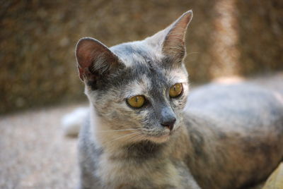 Close-up portrait of cat