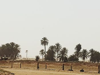 Palm trees on field against clear sky