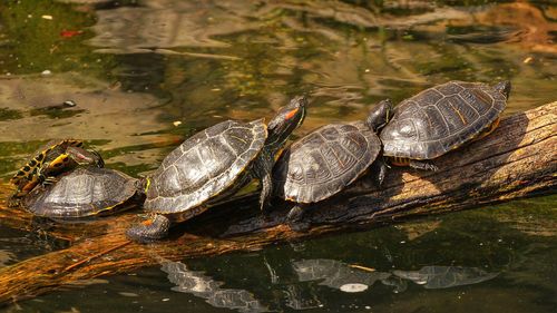 View of mating turtles