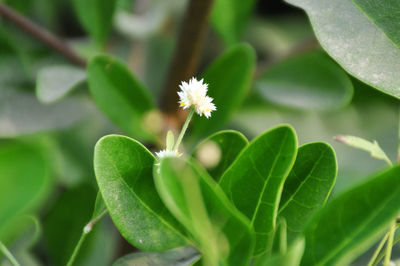 Close-up of flower blooming outdoors