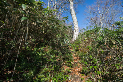 Plants and trees in forest