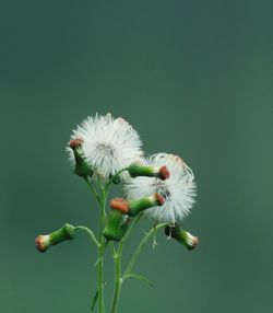 Close-up of white flower