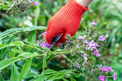 Gardener in red gloves makes pruning with pruning shears faded phlox flowers