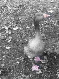 Close-up of duck in water