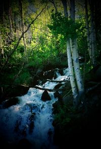 Waterfall in forest