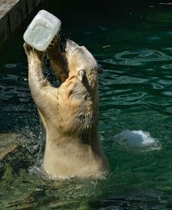 Polar bear playing with plastic container