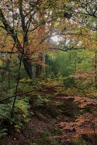 Trees in forest