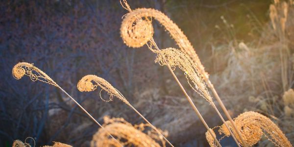 Close-up of dried plant on field