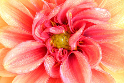 Close-up of red flower