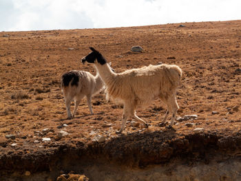 Sheep standing in a field