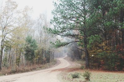 Road amidst trees in forest