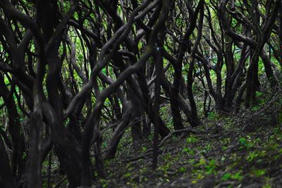 Trees in forest