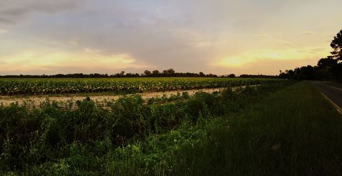 Scenic view of agricultural field against sky during sunset